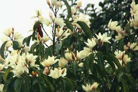 正是春花烂漫时诗句,正是春花烂漫时古诗