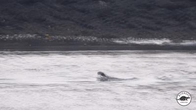 水獭与平头哥是同科吗,水獭动物界的平头哥
