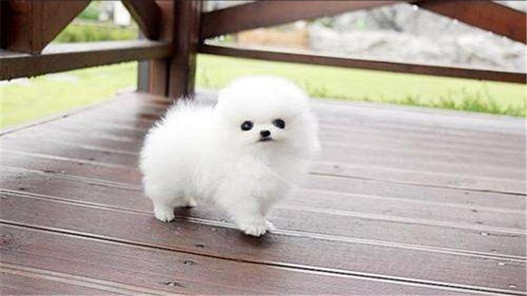 博美犬呕吐透明带白色泡沫,博美犬呕吐没精神吃什么药