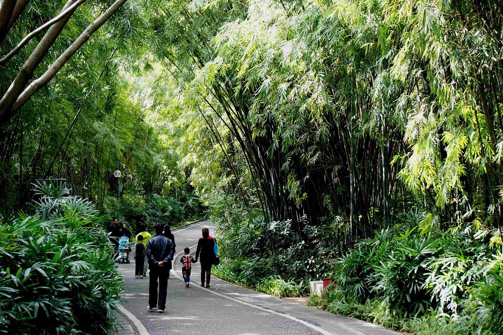武汉踏青免费烧烤的自然景区,武汉马鞍山森林公园露营地推荐