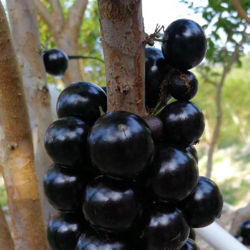 各种没见过的热带水果,常见的热带水果有哪些