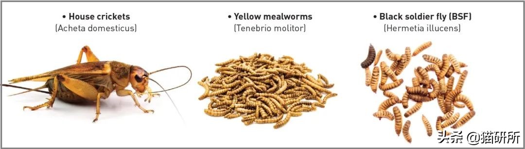猫咪可以喂自制猫粮吗,用虫子做的食物
