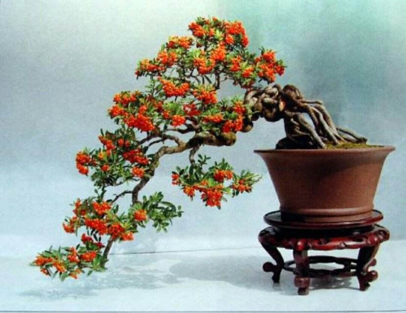 火棘盆景如何养护,火棘分有刺和无刺哪种能做盆景