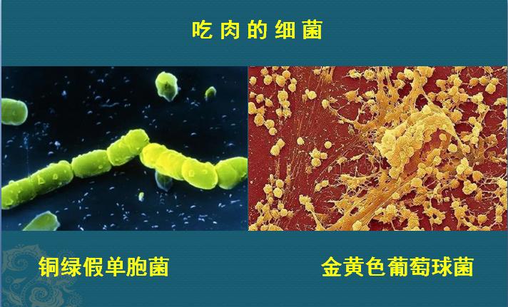 这个细菌提醒你，别买病死的鱼，它是个吃草的细菌，后来学会吃鱼