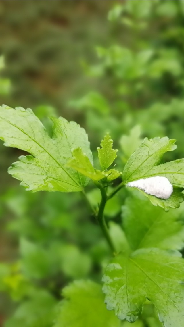阿啦有时间到十里营买菜