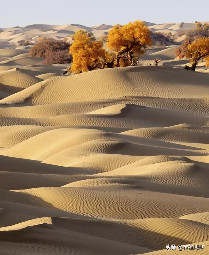 黄沙为何暴涨,黄沙价格最新市场价