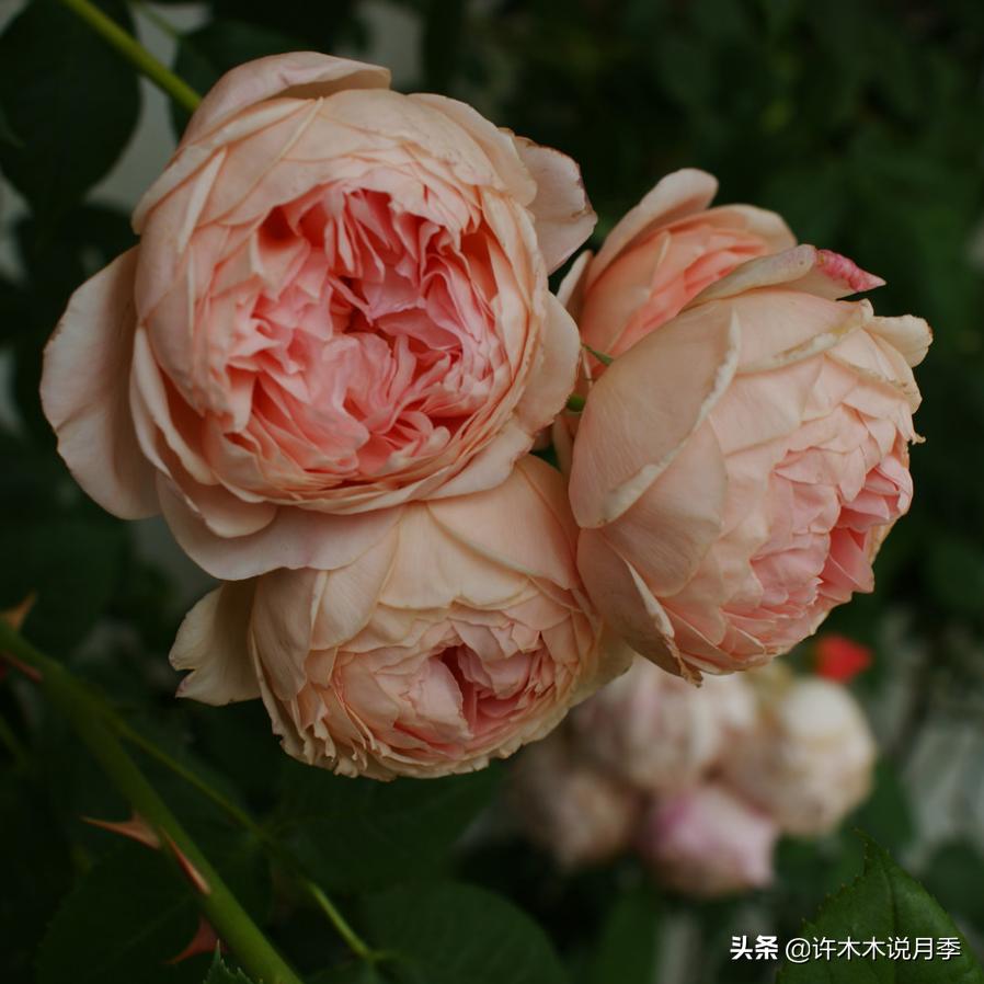 网购月季应该怎么种植?月季移栽后出现黄叶、枯萎是什么原因呢?