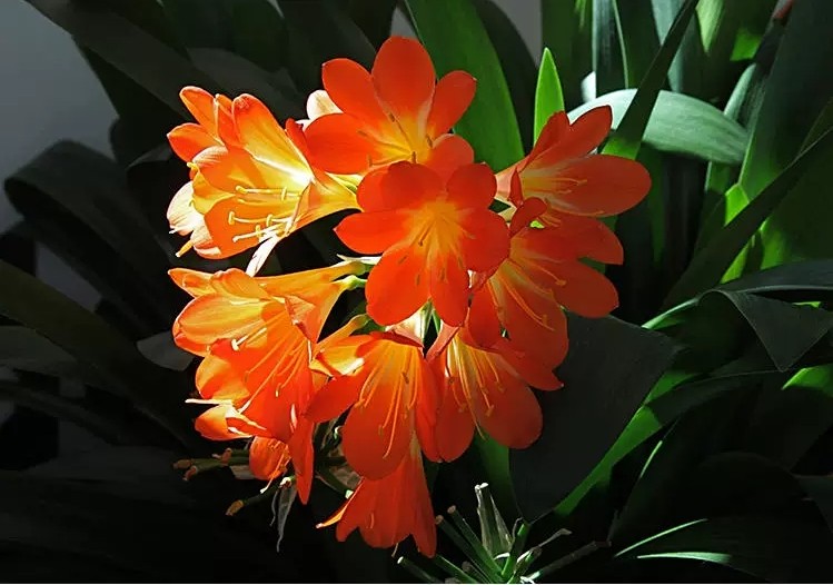 君子兰开花期间可以换盆吗,君子兰开花可以换盆浇透水吗