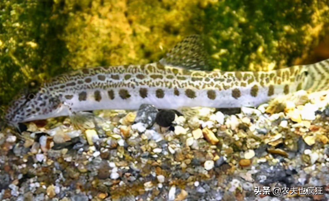 酷似泥鳅，俗称“花泥鳅”，至今不知道学名，你认识吗？