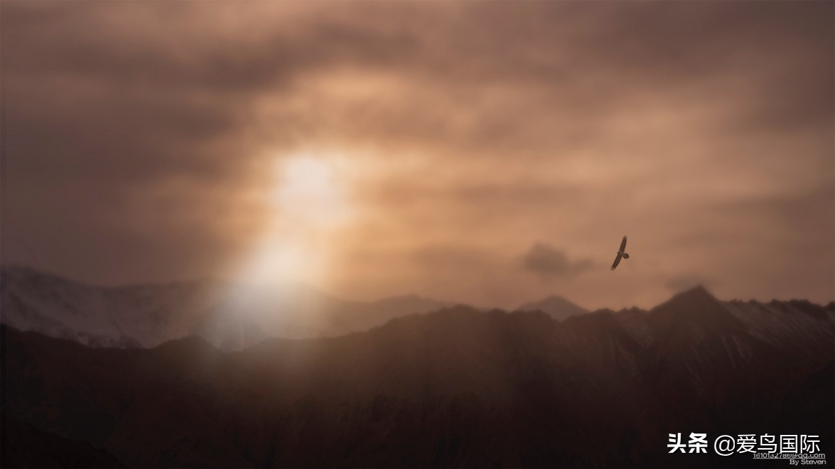 观鸟大年,观鸟作品100幅