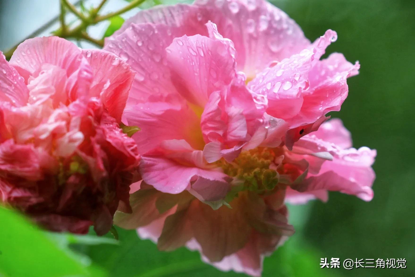 “断崖式”寒潮过后，湖州：晚秋芙蓉始盛开