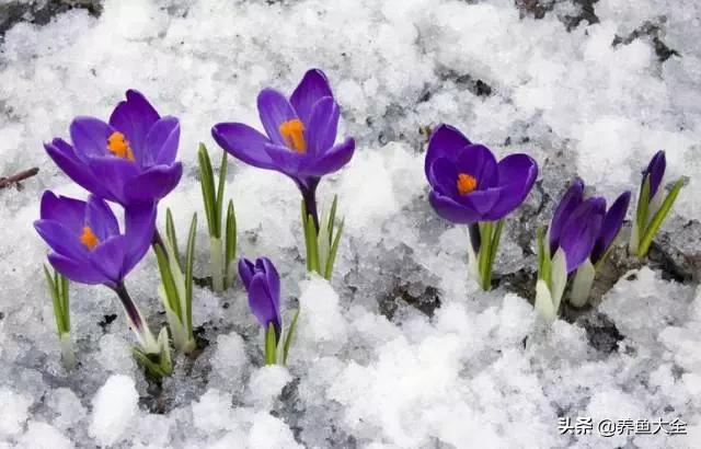 世界名贵花图片大全集,世界上最漂亮名贵的花卉