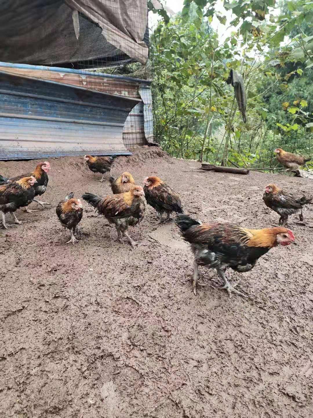 养鸡碰到下雨怎么办,养鸡出现大面积死亡