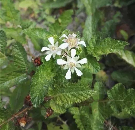 农村山上野果野菜多,农村山上最好吃的水果六种