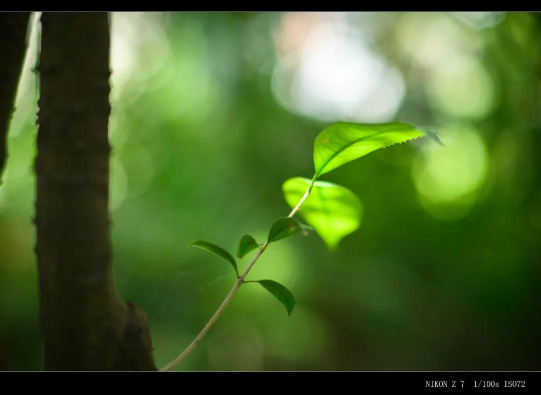 铭匠ttartisan镜头,铭匠17mmf14镜头测评