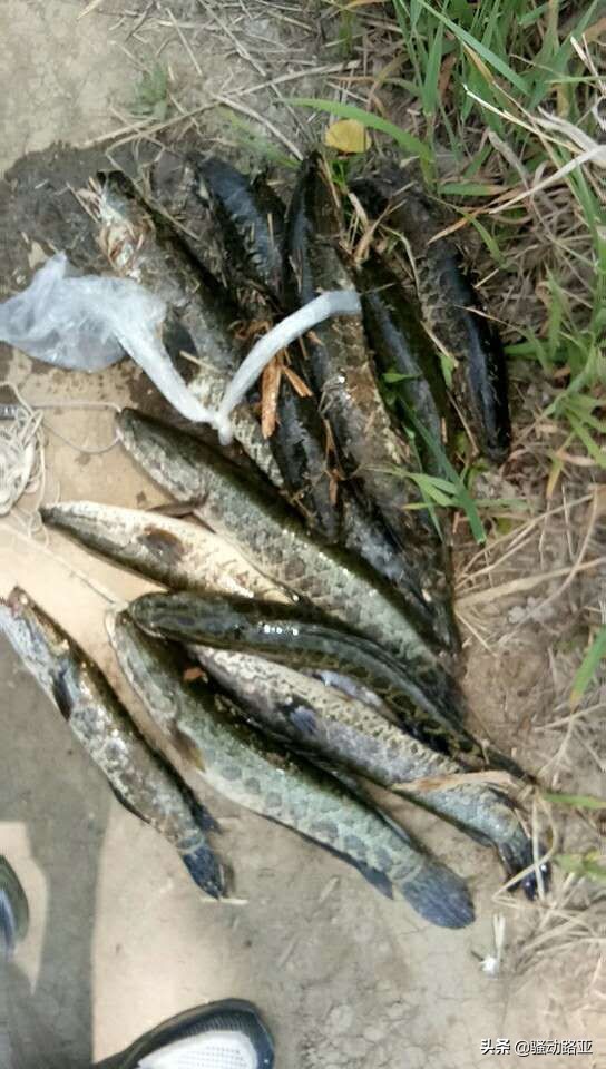 雷蛙到黑鱼附近黑鱼就吓跑了,路亚钓黑鱼怎么用雷蛙逗黑鱼