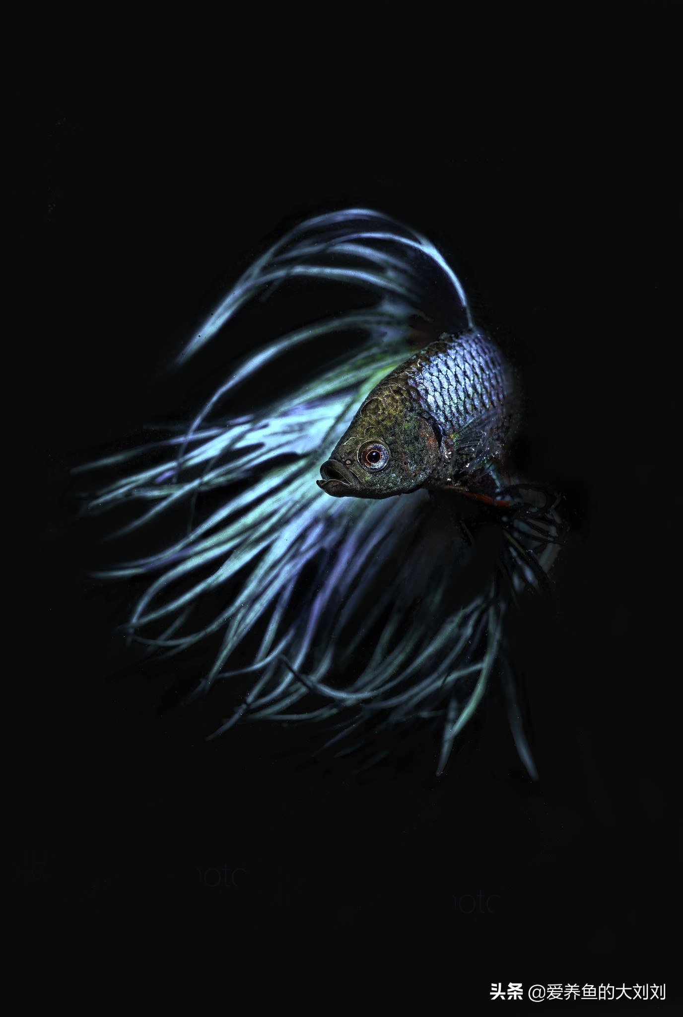 鱼缸可以用活性炭和石英砂过滤吗,鱼缸过滤材料活性炭多久换一次