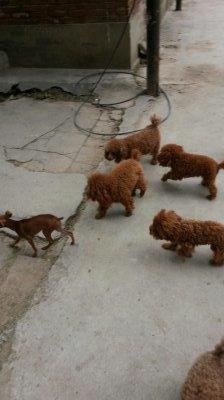 伸舌头的小鹿犬,爱洗澡的小鹿犬