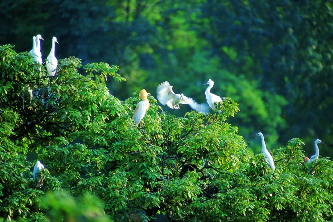 浦江朝阳湖值得游玩吗,浦江夜色旅游攻略