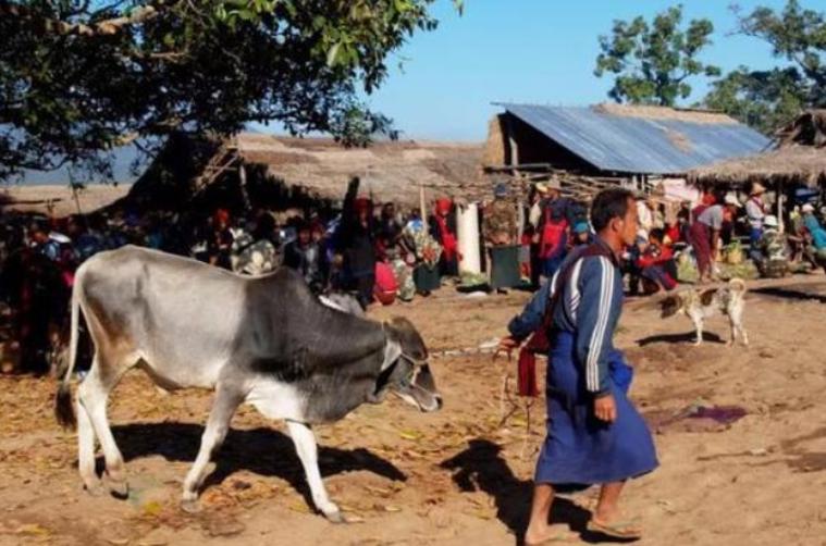 成功推开中国大门!南美一国对华出口5万头肥牛,澳洲再迎痛击