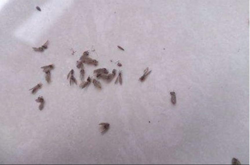 宝宝吃了一只虫子怎么办,宝宝吃了活的虫子要紧吗