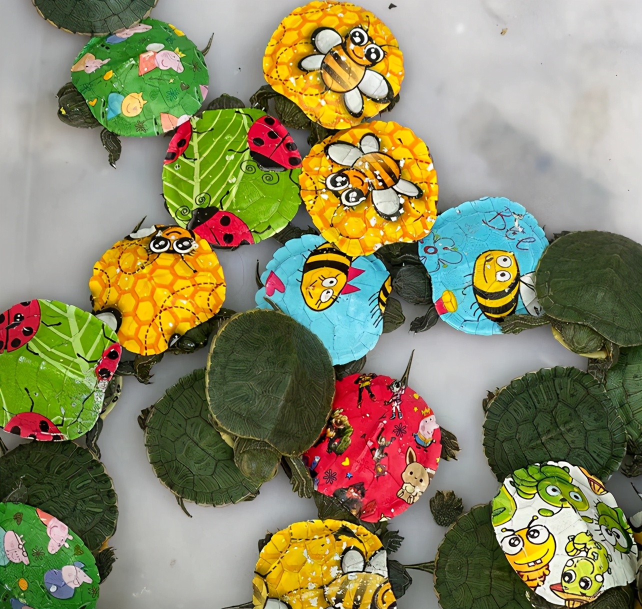 刚出壳的巴西龟一年能长多大,巴西龟的生长能力有多强