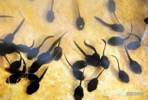 青蛙黑斑蛙养殖专用饲料,青蛙黑斑蛙养殖方法