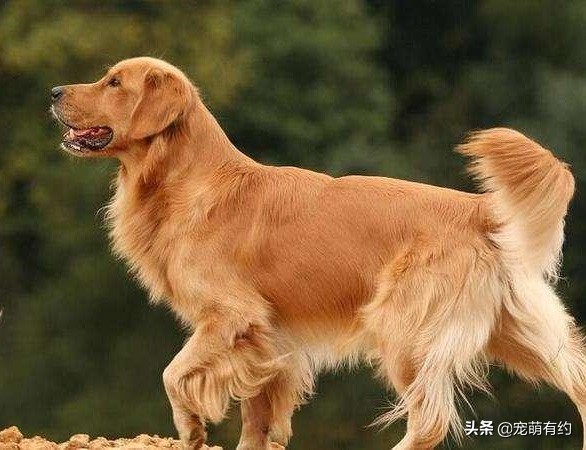 金毛真的很聪明吗能听懂人说话吗,金毛犬多大才会有智商