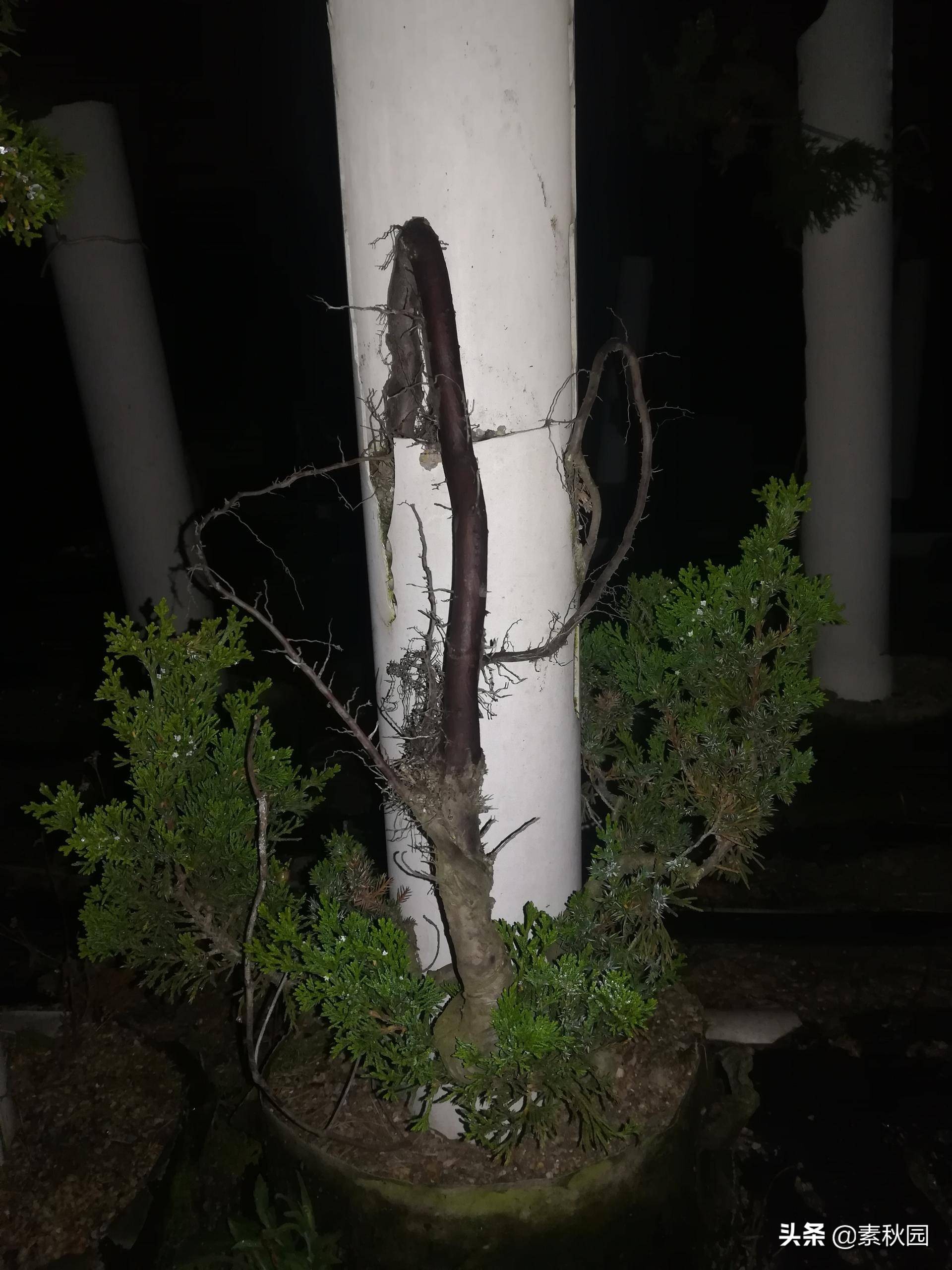 怎样从一棵小苗培养成提根盆景—台湾真柏