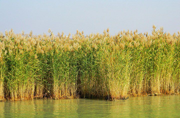 黄河野生甲鱼保护,黄河流域周边的保护动植物