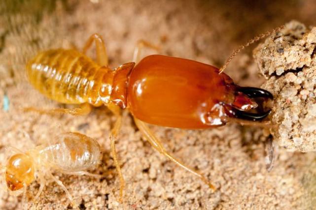 最远古的生物虫,最原始的虫子