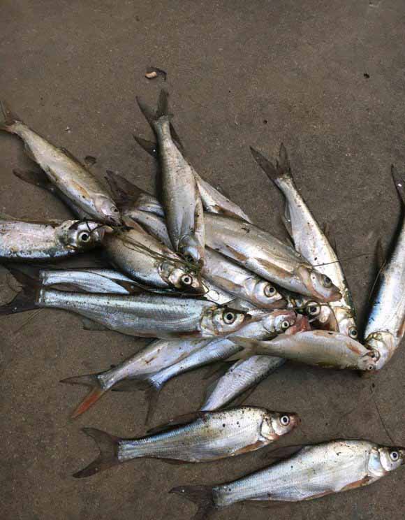 手竿野钓翘嘴的正确方法与技巧,春季手竿在水库钓翘嘴钓多深