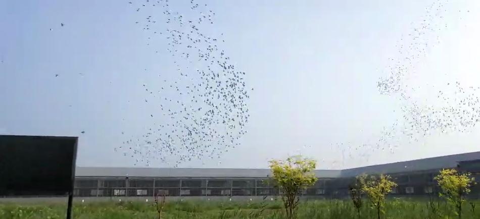 鸽子太凶了怎么训练,那些不知不觉就会深陷的养鸽误区