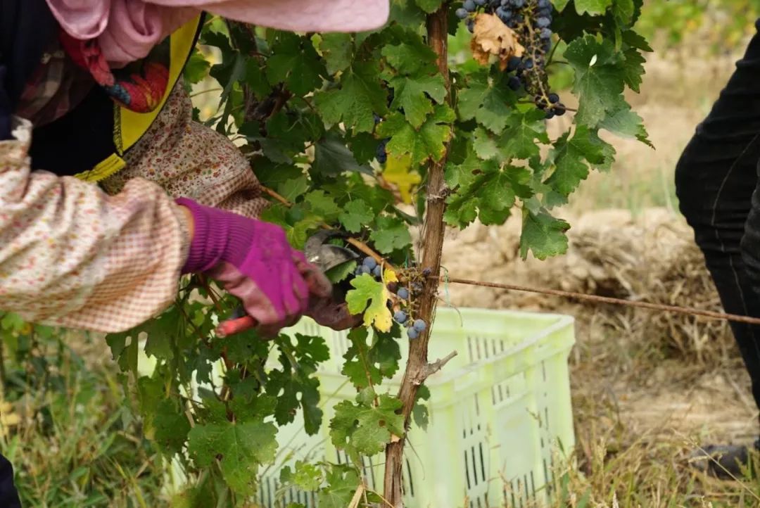 中国宁夏葡萄酒走向世界,宁夏葡萄酒从这里走向世界