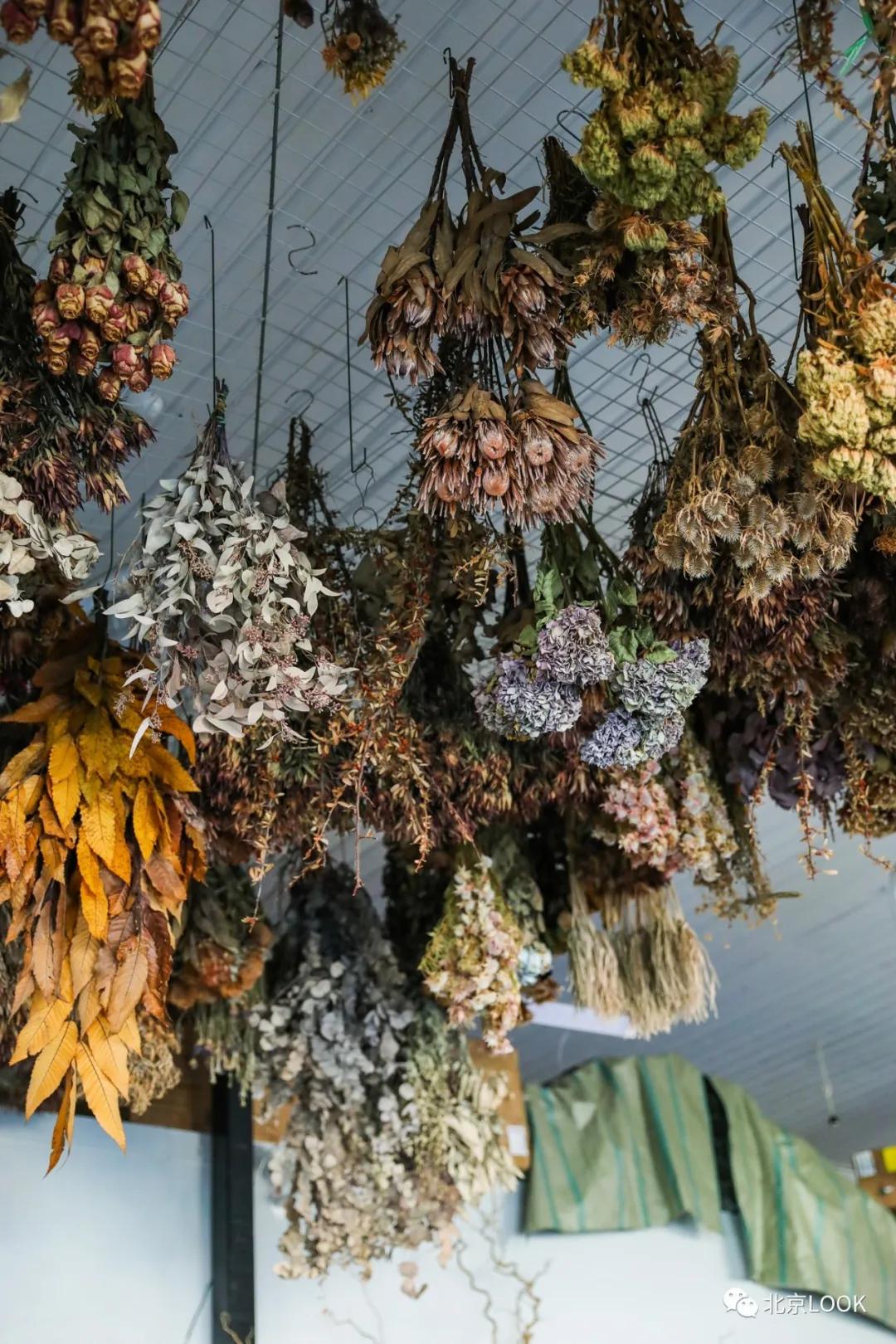 北京最大的露天花卉,北京最大的花卉大观园