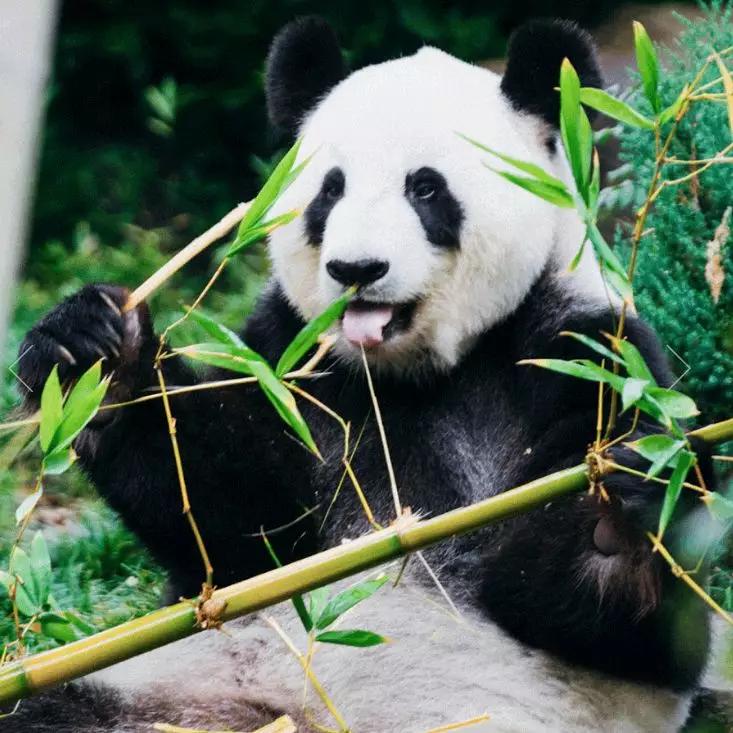 好看的耳饰整理,明星款耳饰