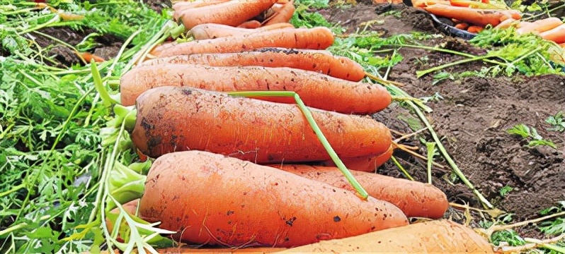 铁岭“神州胡萝卜第一村”的小康路