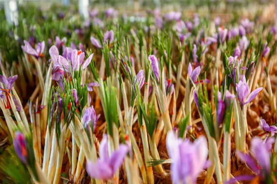 外国藏红花特产,藏红花西藏特产
