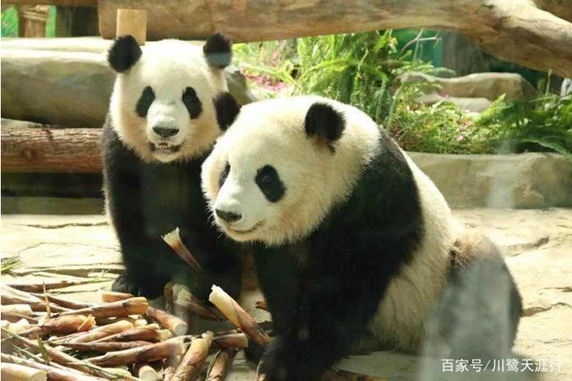 吉尼斯世界最大的马戏剧院,灵玲国际马戏城世界纪录