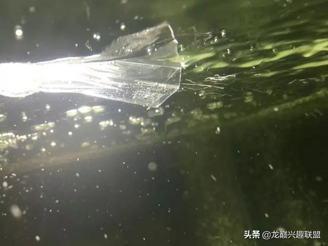 垃圾桶旁边的四方鱼缸,捡回去养了一缸金鱼,别说还挺不错