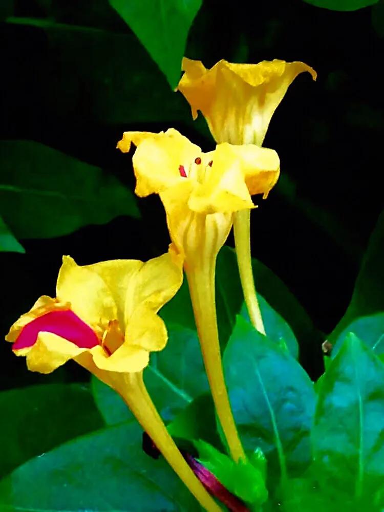 紫茉莉花色,紫茉莉的花朵有香味吗