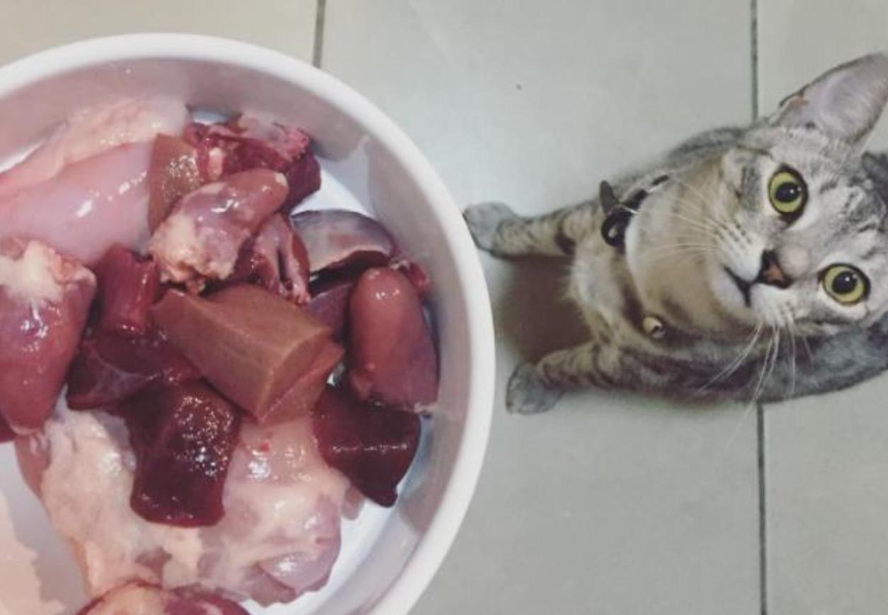 为什么养猫不能喂肉食,为什么说养猫不能喂肉