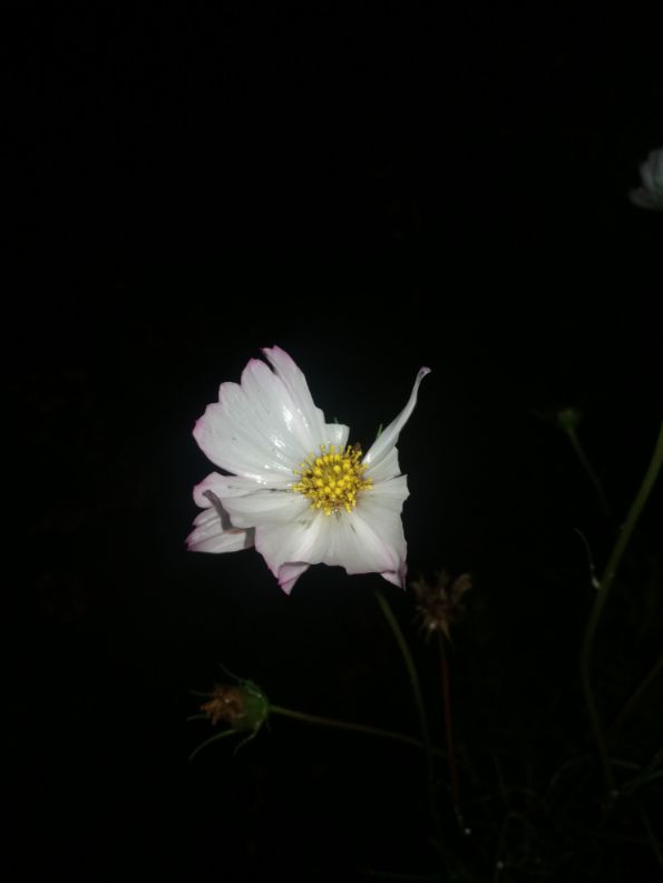 散文一缕墨香一丝牵挂,散文一朵丁香花