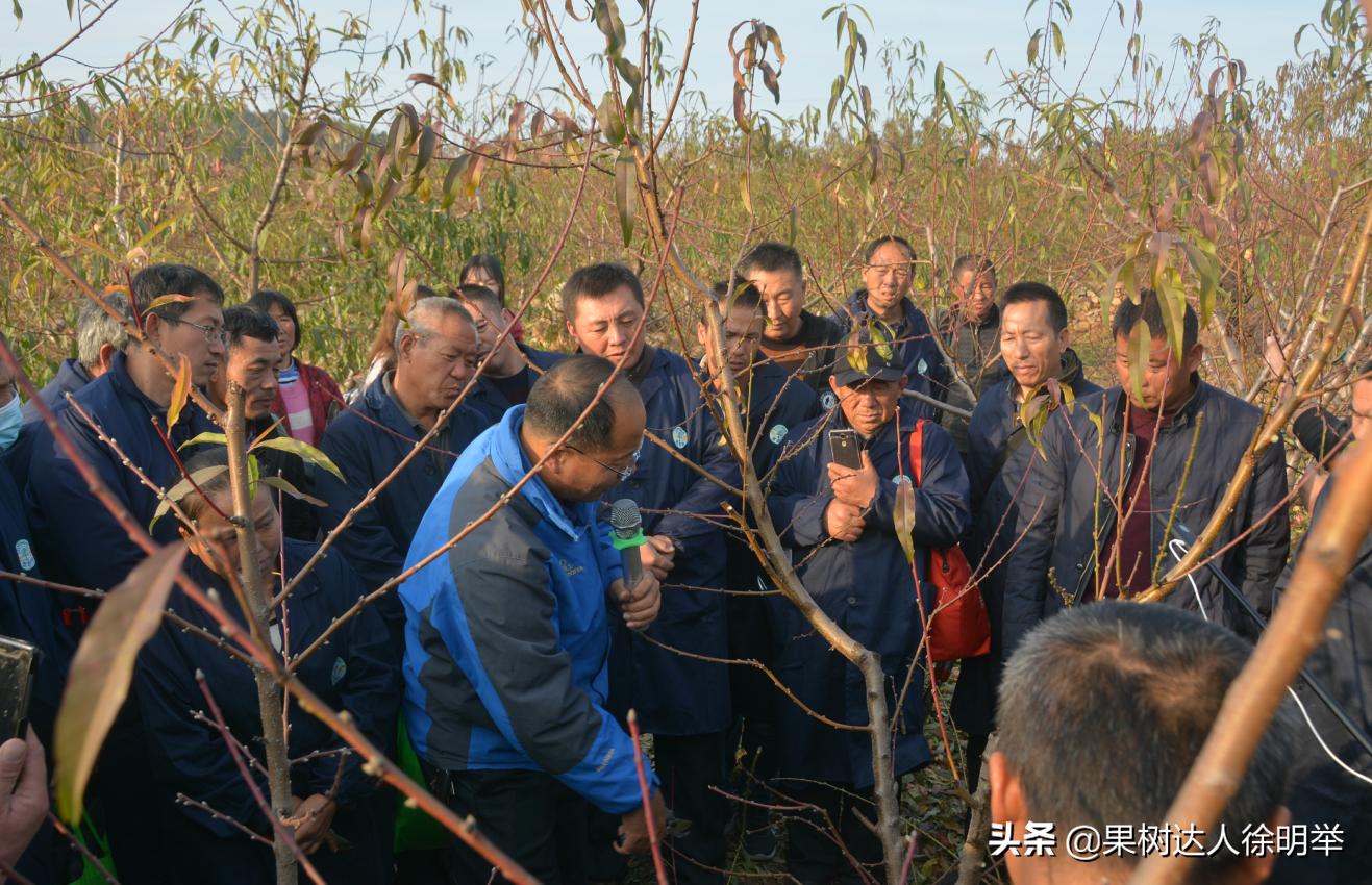 桃树修剪不长高,从没修剪过的老桃树复壮修剪