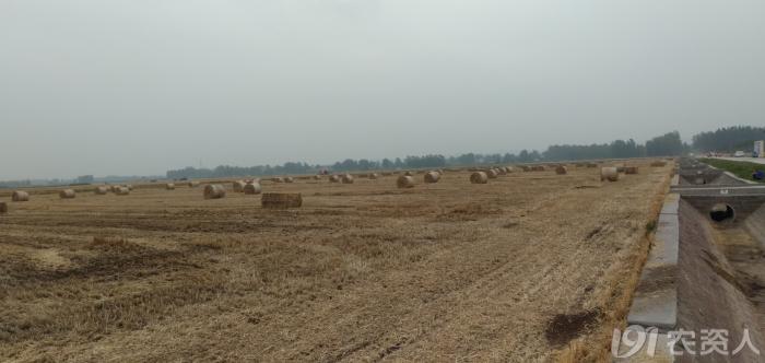 玉米花生种植高产技术,玉米高产高效种植技术