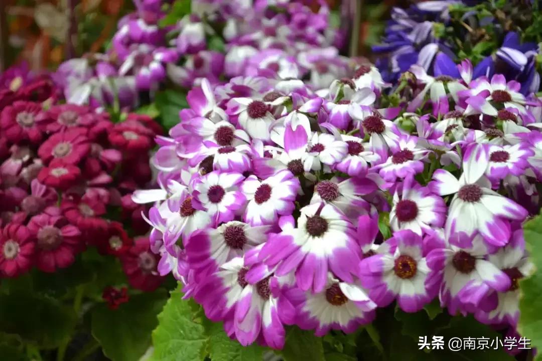 春和景明少年时,古雄小学2021年新生