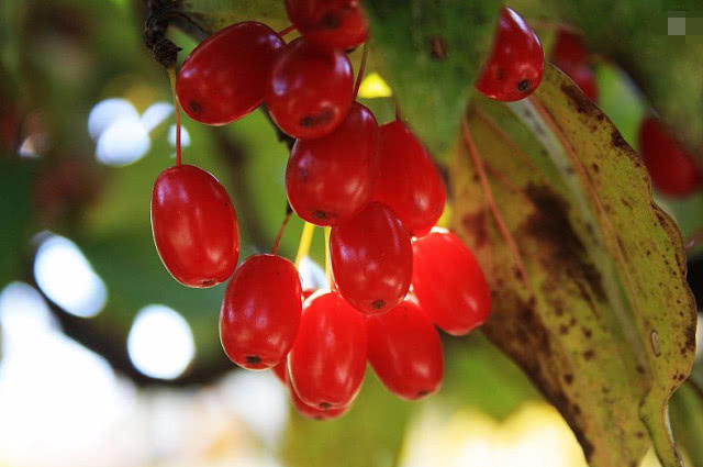 家乡特色美食分享,我家乡的特色是什么
