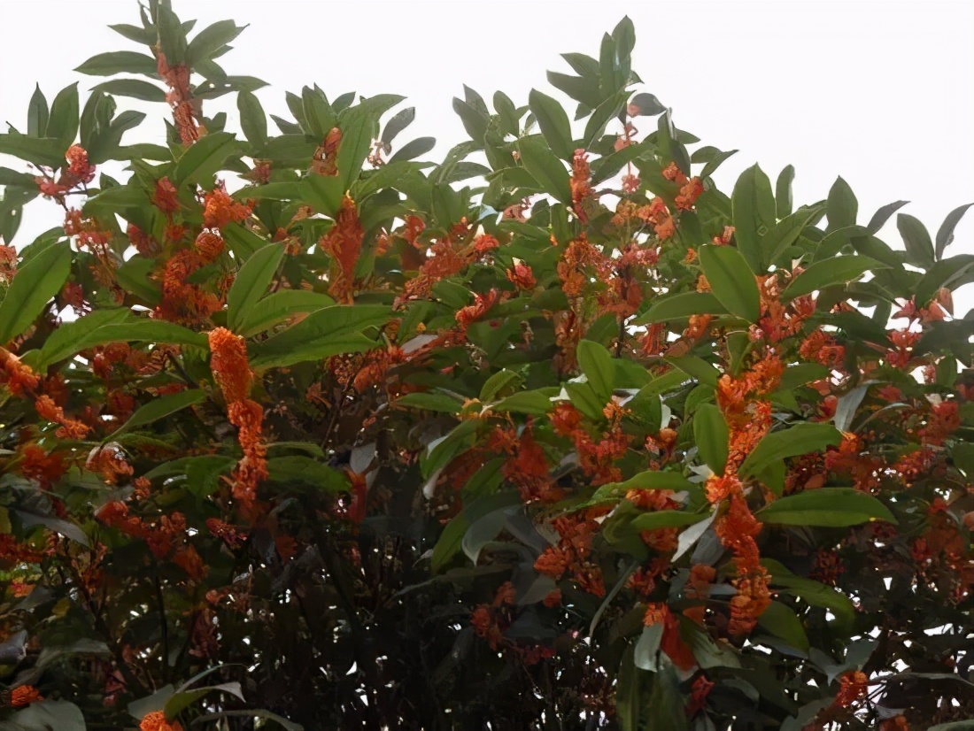 桂花发了好多新芽,桂花品种对比一览表