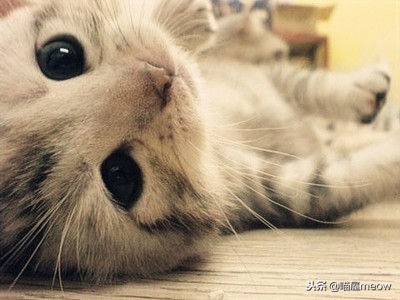 养猫必读的100种方法,养猫必知的10个知识