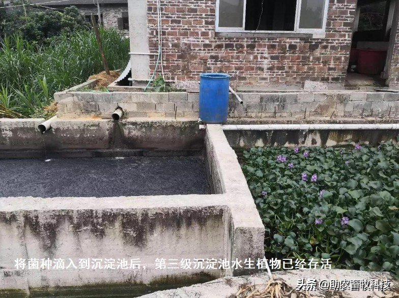 去除污水池臭气的方法,去除污水异味最有效方法